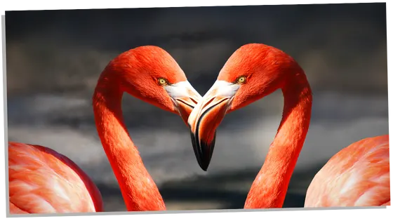 Two flamingos in a heart shape