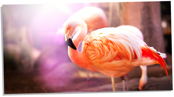 Pink flamingo spiritual meaning