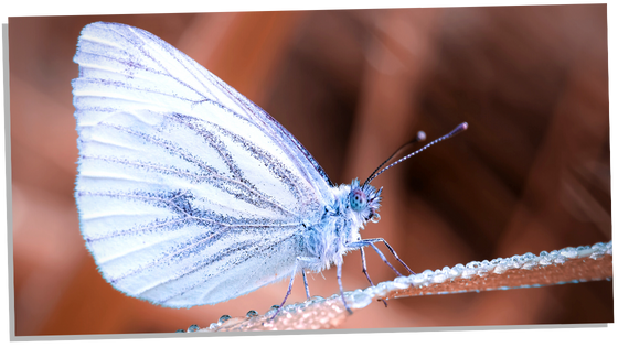 White Butterfly