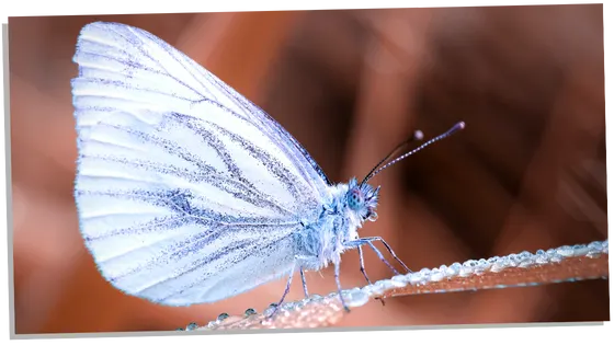 White Butterfly