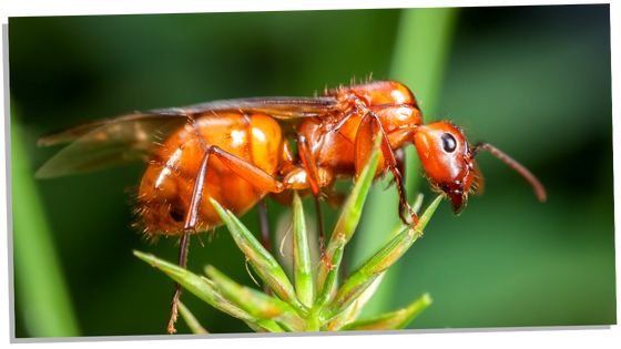 Spiritual meaning of flying ants