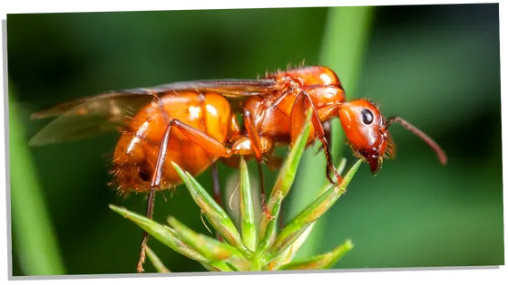 Spiritual meaning of flying ants