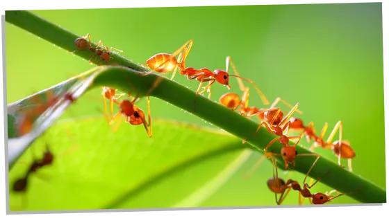 Ant symbolism in different cultures