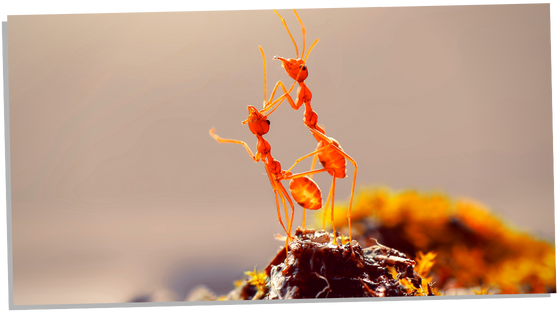 Prophetic meaning of ants