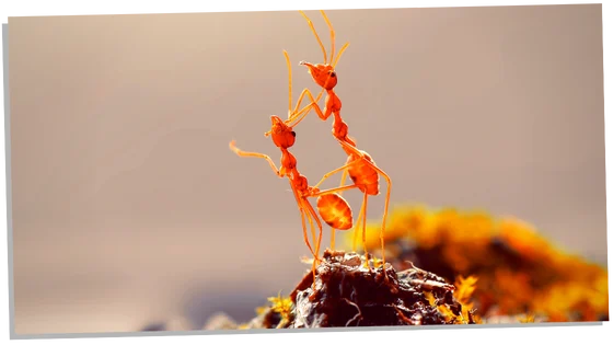 Prophetic meaning of ants