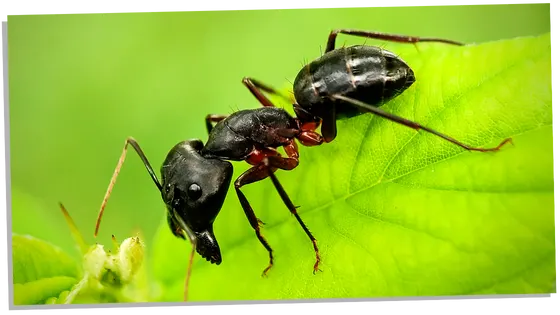 Black ant symbolism