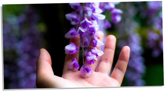 Wisteria and spirituality