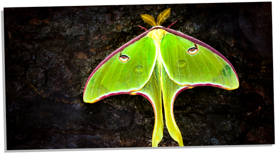 Image of Luna Moth Symbolism