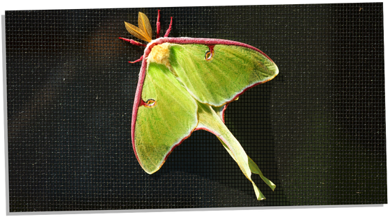 Image of Luna Moth in dreams