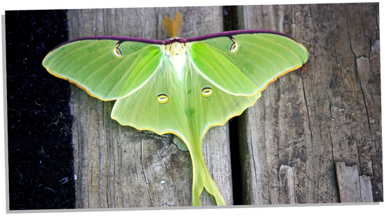 Image of Luna Moths and Good Luck