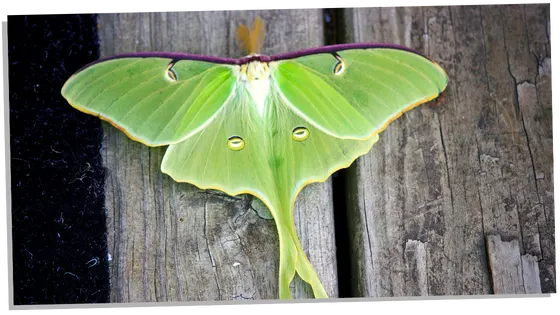 Image of Luna Moths and Good Luck