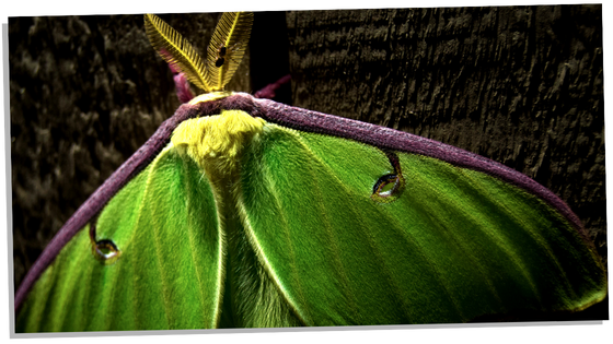 Image of Luna Moth Spiritual Symbolism