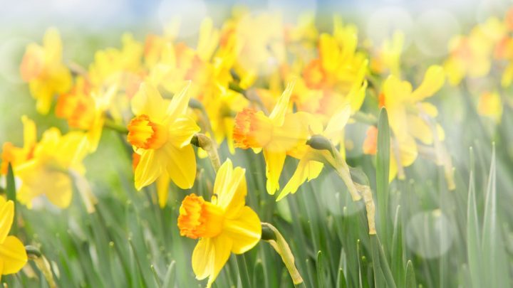 The Surprising Symbolism Of Daffodils: An Eye Opening Guide