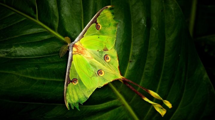 Image of Luna moth