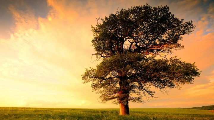 60+ Deep And Meaningful Oak Tree Quotes