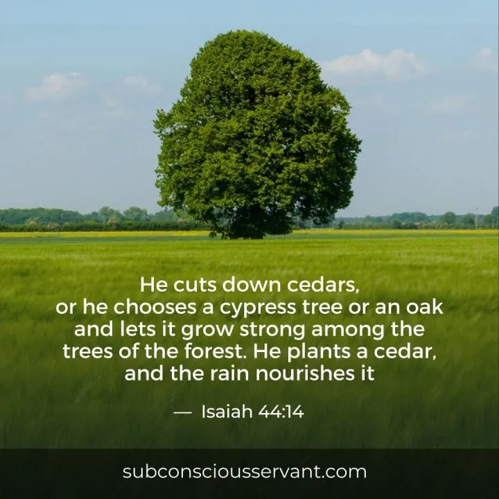 Bible quote about oak trees