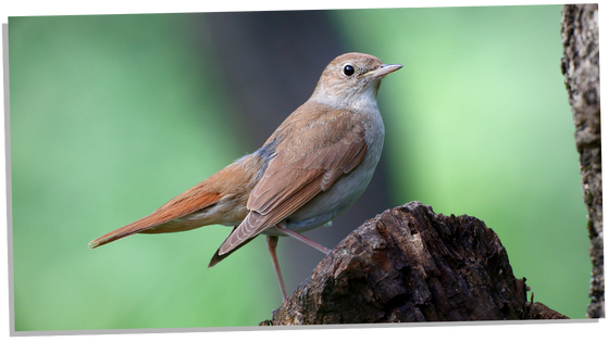 Image of nightingale symbolism