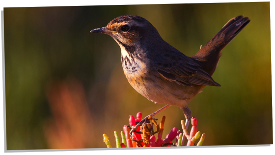 Image of a symbolic experience with the nightingale