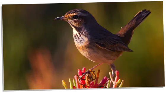 Image of a symbolic experience with the nightingale