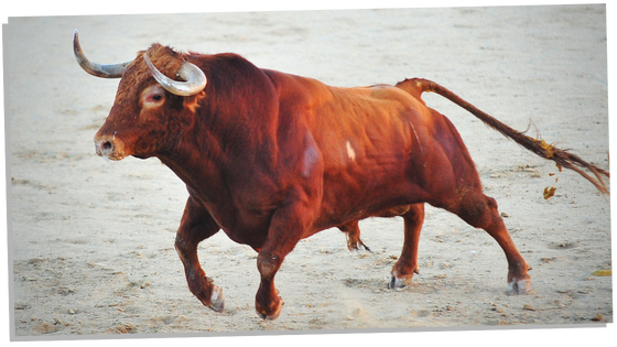 Charging Bull