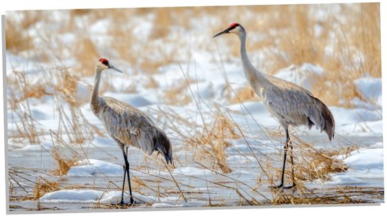 Crane Symbolism