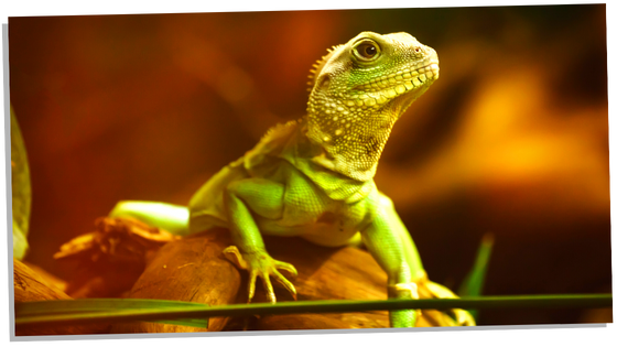 Gecko on log