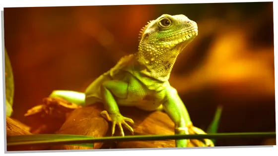 Gecko on log