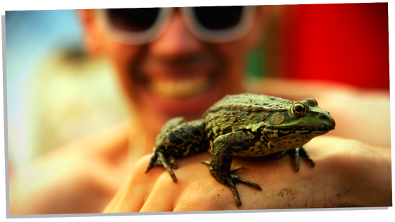 Toad on hand