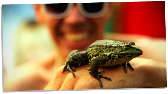 Toad on hand