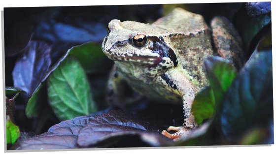 Toad in a dream