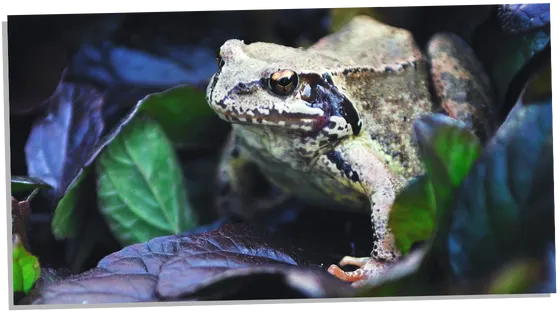 Toad in a dream