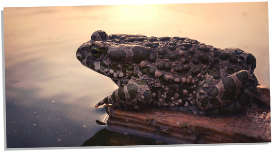 Toad and good luck