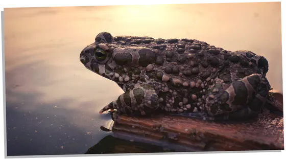 Toad and good luck