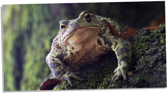 Spiritual meaning of toads