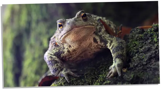 Spiritual meaning of toads