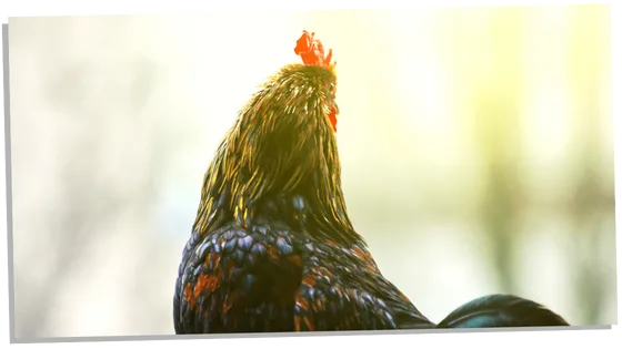 Rooster as a wake-up call