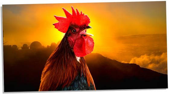 Spiritual meaning of a rooster crowing