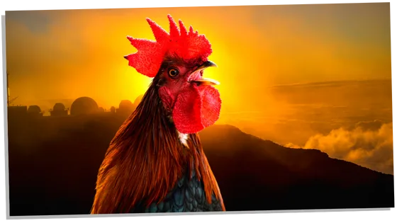 Spiritual meaning of a rooster crowing