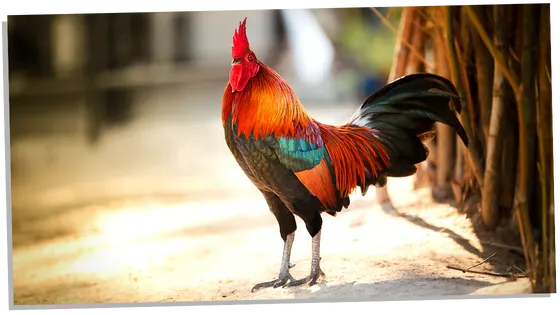 Rooster and its spiritual meanings