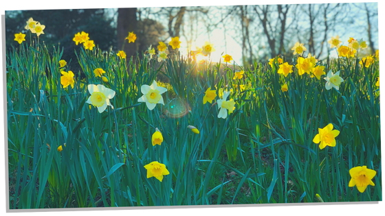 Different colors of daffodils and their symbolism