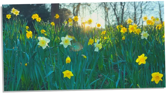 Different colors of daffodils and their symbolism