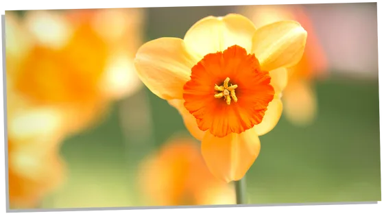 Orange Daffodils