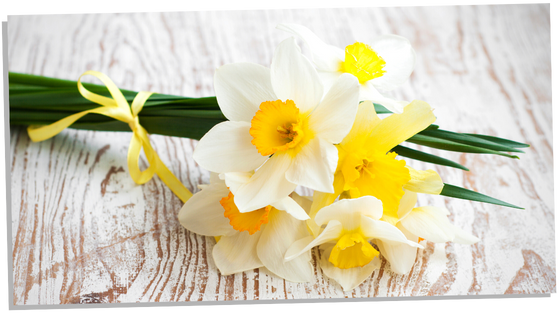 Daffodils as a gift