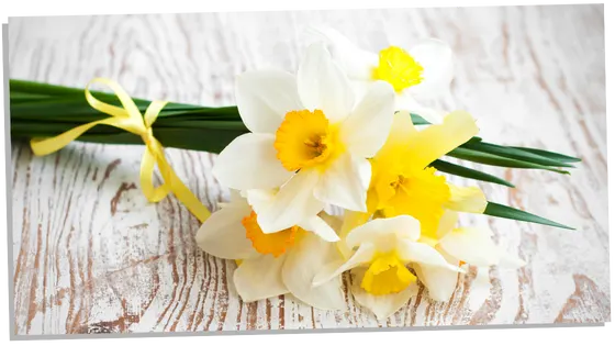 Daffodils as a gift